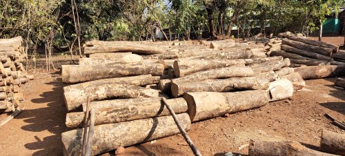 Chemical composition of jackfruit wood log