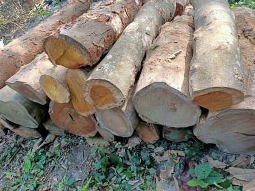 Jackfruit wood is raw material source for smoke tuna