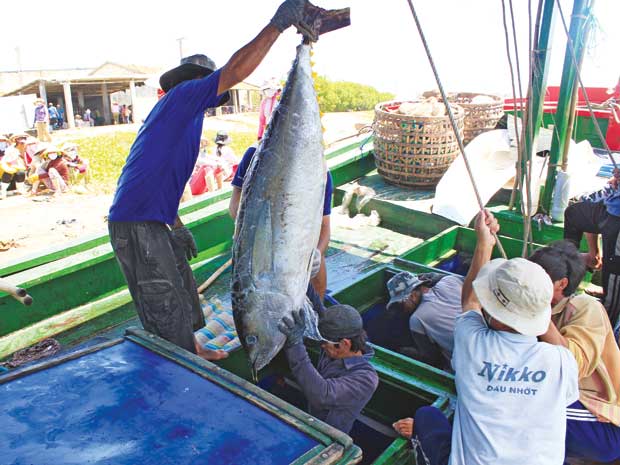 Tuna fishing brings profits to people in central Vietnam