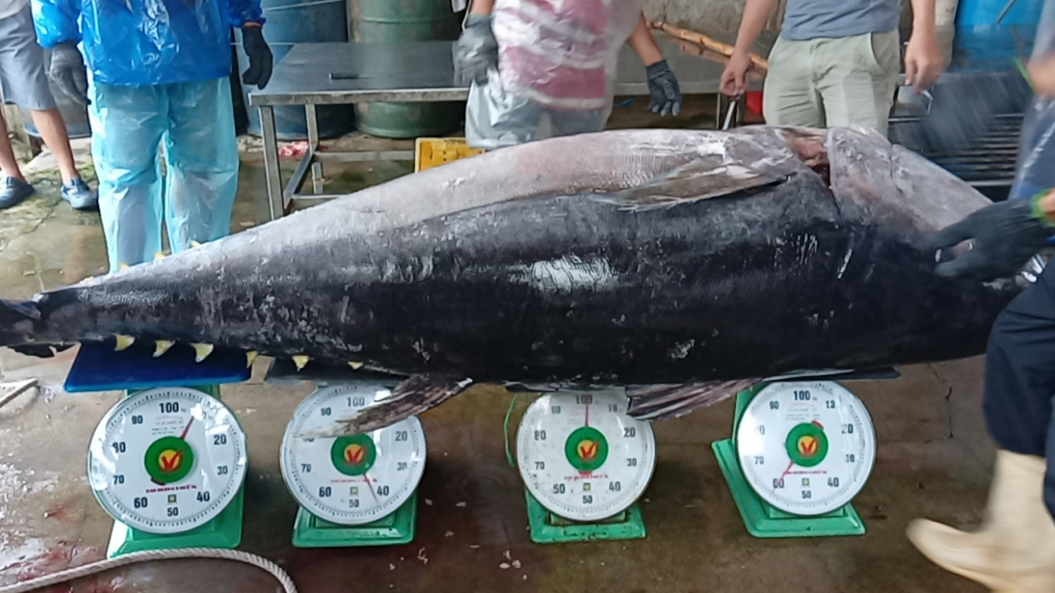 the biggest ocean tuna catching village in Vietnam