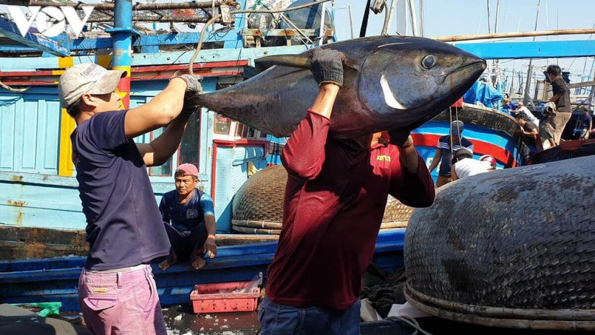 Vietnamese tuna is imported by many countries
