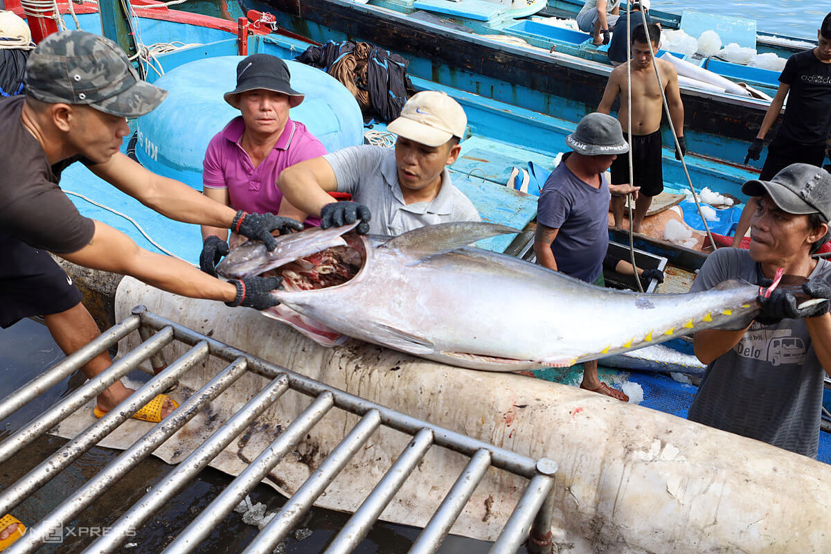 Vietnamese tuna exports will increase sharply in 2022