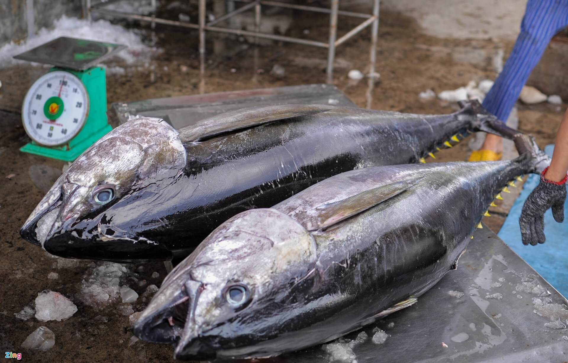 Flexible production for growth of tuna Vietnam