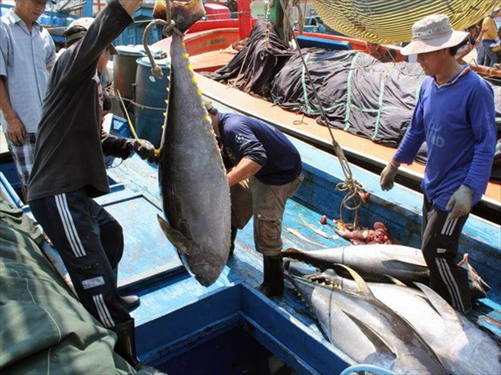 Continue to expand market share of vietnam's tuna