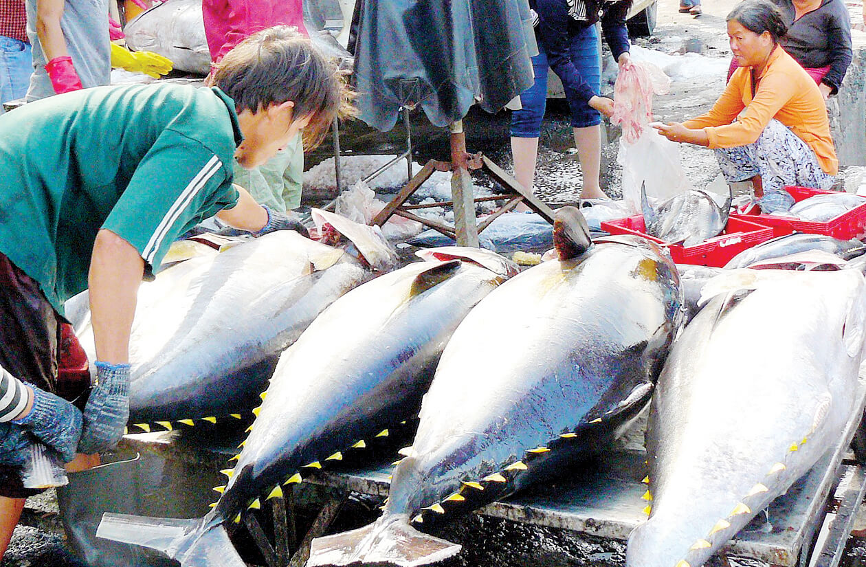 Tuna exports in Vietnam increased after the COVID-19 epidemic
