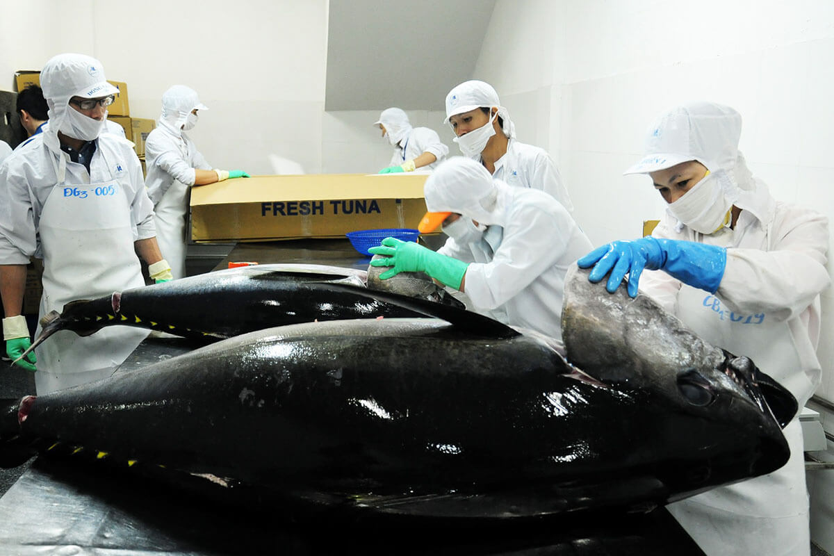 Vietnam's tuna export market is showing signs of increasing