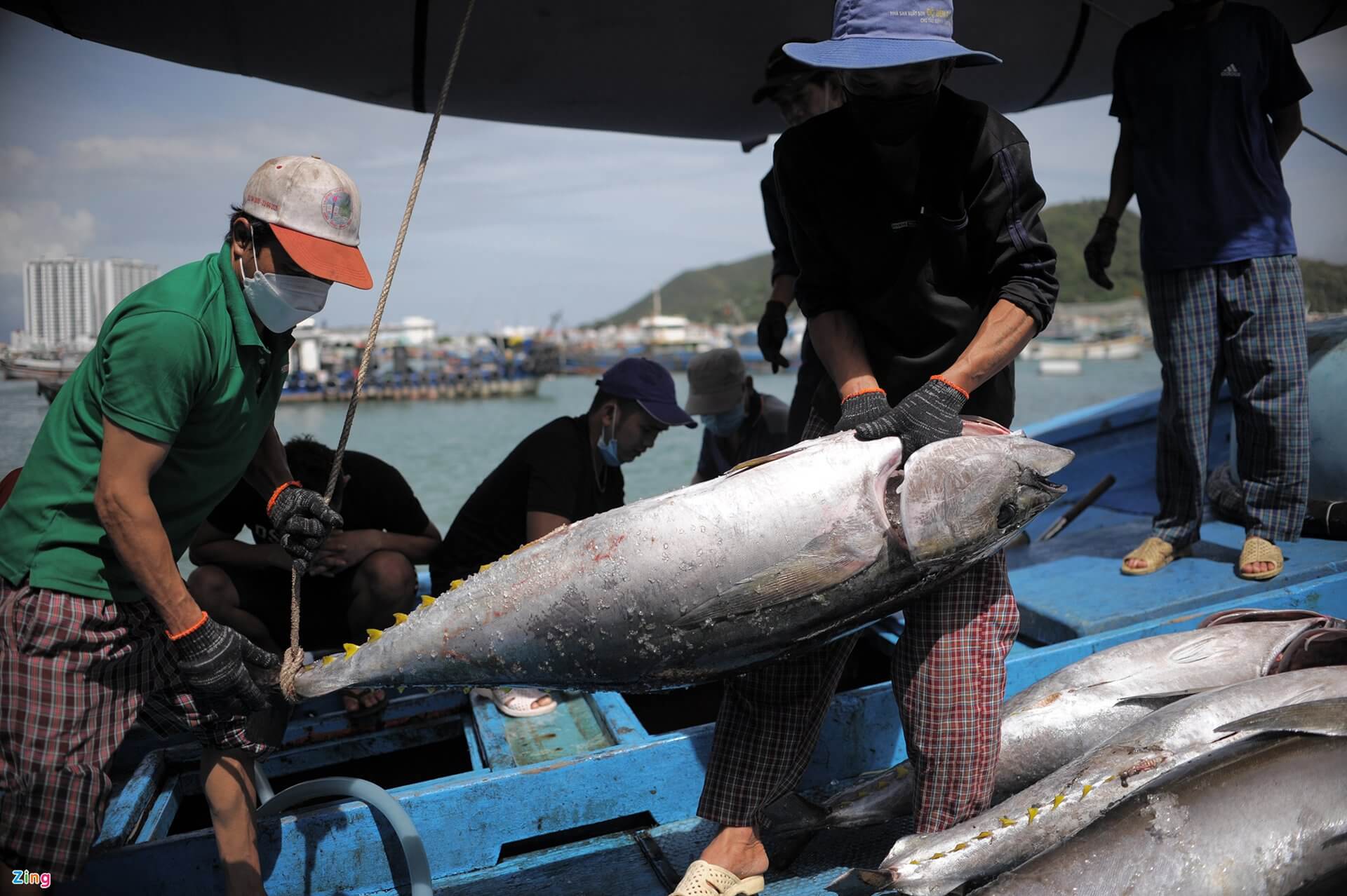 Vietnam's tuna